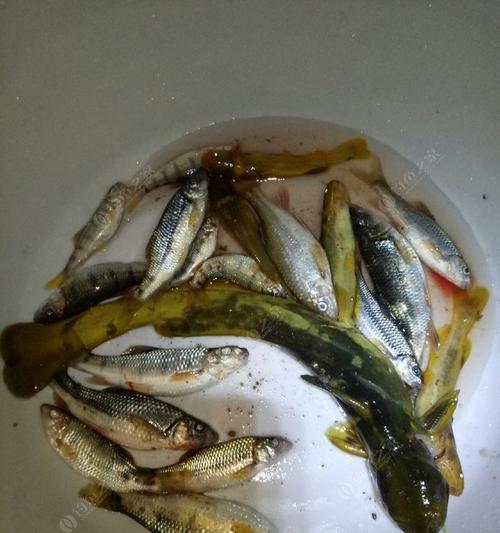 急流水钓黄辣丁技巧（掌握技巧）  第2张