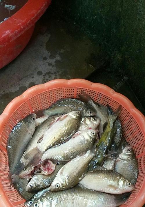 急流台钓翘嘴技巧大揭秘（钓翘嘴）  第3张