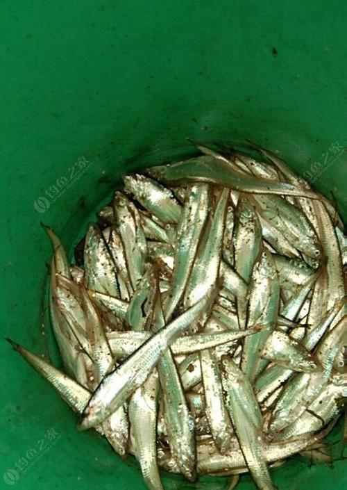 济河钓鱼技巧教程（掌握济河钓鱼的诀窍）  第1张