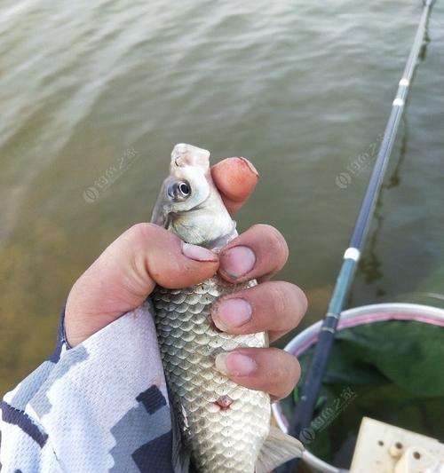 济河钓鱼技巧教程（掌握济河钓鱼的诀窍）  第3张