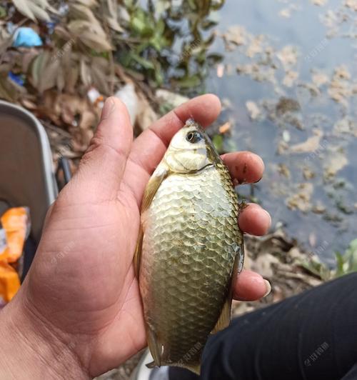 七星漂鲫鱼漂相提竿技巧（钓鲫鱼）  第3张