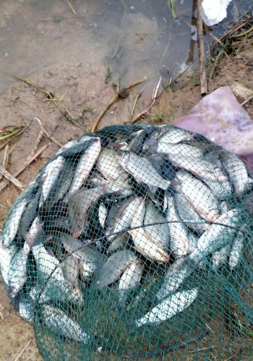 加油钓鱼的技巧（掌握这些技巧）  第2张