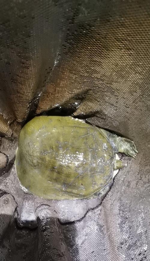 甲鱼塘钓鱼技巧与方法（钓鱼技巧与方法分享）  第2张