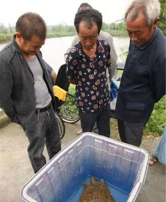 甲鱼塘钓鱼技巧与方法（钓鱼技巧与方法分享）  第3张