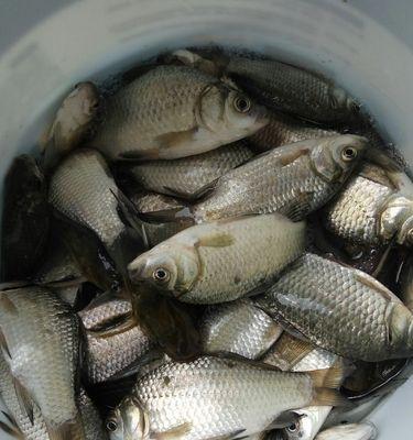 揭秘钓鱼技巧（钓鱼高手告诉你如何抓住时机）  第2张