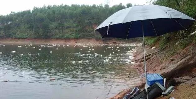 卷桥水库钓鱼技巧与方法（探秘卷桥水库的钓鱼诀窍）  第1张