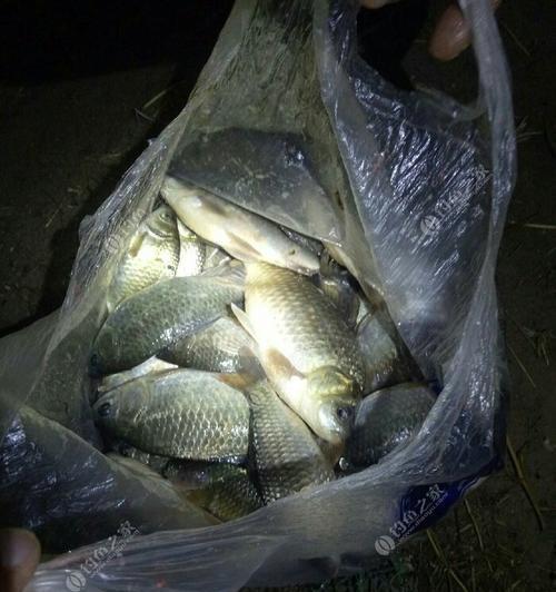 开春3米水深野钓鲫鱼技巧（钓鲫鱼技巧分享）  第2张