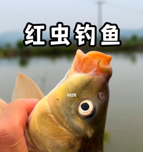 保存开好的鱼饵的小技巧（利用创意保存鱼饵长时间保持新鲜）  第2张