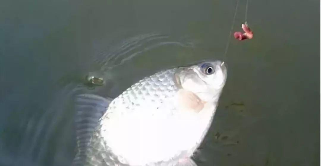 提高看鲫鱼漂相技巧的方法（鲫鱼漂相技巧关键点解析）  第2张