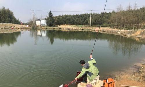 提高看鲫鱼漂相技巧的方法（鲫鱼漂相技巧关键点解析）  第3张