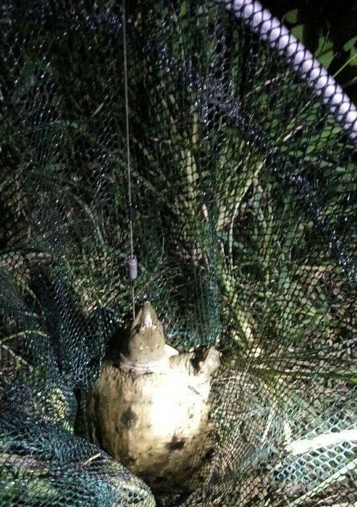 烤玉米钓鱼技巧（揭秘烤玉米钓鱼的绝妙诀窍）  第2张