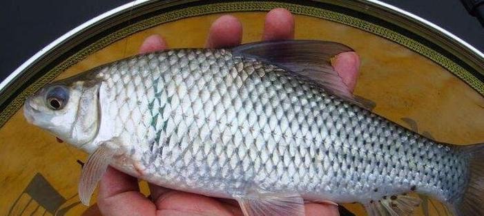 颗粒养殖鱼钓鱼技巧（掌握颗粒养殖鱼钓鱼技巧）  第2张