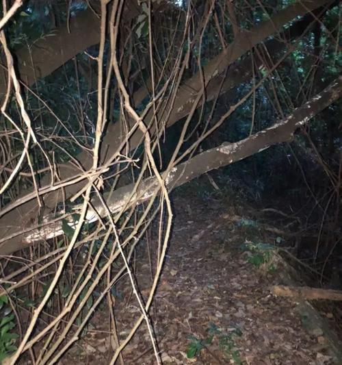 枯树枝钓鱼技巧教学（利用枯树枝进行钓鱼的技巧分享）  第1张