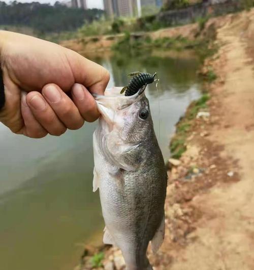 拉鱼线钓鱼技巧大全（掌握钓鱼技巧）  第1张