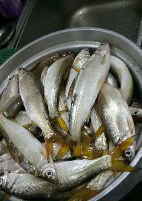 流水饵料钓鱼技巧（提高成功率的实用技巧）  第2张