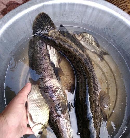 流水河黑鱼钓技巧（揭秘流水河黑鱼钓法）  第1张