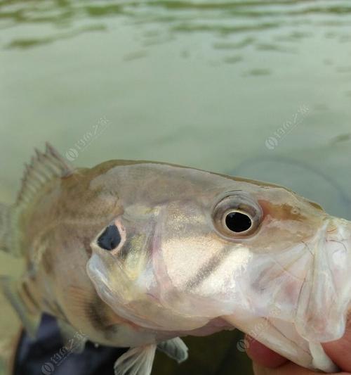 流水桥底钓桂鱼技巧（挑选合适的鱼漂是关键）  第2张