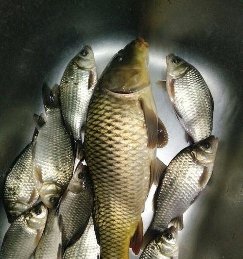 流水野钓鲤鱼的技巧与方法（掌握鲤鱼栖息地特点）  第1张