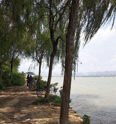 柳树林钓鱼技巧（享受自然）  第2张