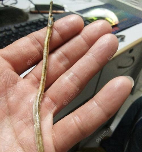 龙抬头钓鱼的方法和技巧（玩转龙抬头）  第3张