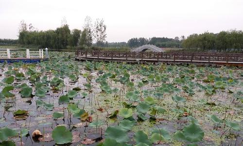 芦苇荡荷花池钓鱼技巧与方法（掌握钓鱼窍门）  第1张