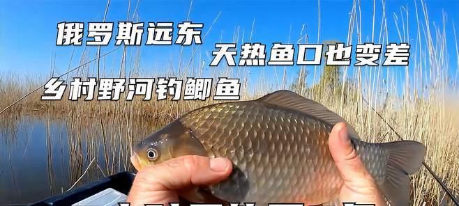 芦苇钓鱼技巧与方法（探秘有效的芦苇钓鱼技巧）  第2张