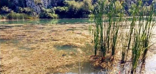 芦苇叶子钓鱼技巧（玩转芦苇叶子）  第2张