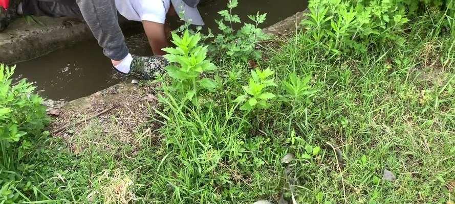 路边水沟钓鱼的技巧（掌握这些技巧）  第3张