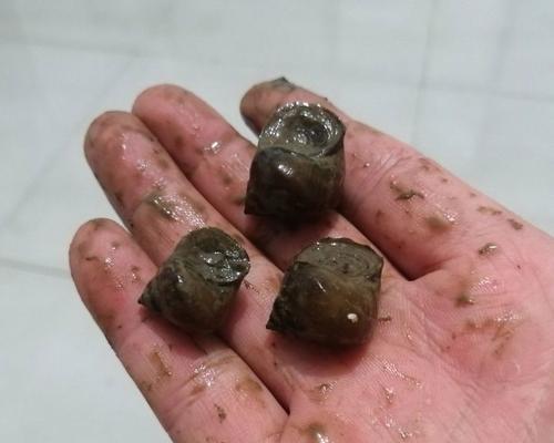 螺蛳打窝肉钓鱼技巧大揭秘（钓鱼高手传授的螺蛳打窝肉技巧）  第1张