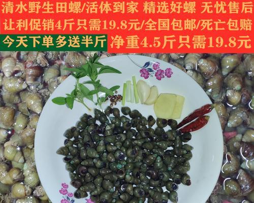 螺蛳钓鱼打窝技巧（掌握正确的窝位选择与钓鱼技巧）  第1张