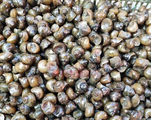 螺蛳钓鱼打窝技巧（掌握正确的窝位选择与钓鱼技巧）  第3张