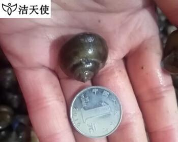 螺蛳钓鱼技巧大揭秘（钓友必备）  第2张