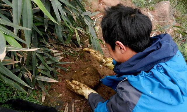 牛屎团钓鱼技巧与方法（利用牛屎团提升钓鱼效果）  第1张