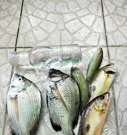 牛屎团钓鱼技巧与方法（利用牛屎团提升钓鱼效果）  第2张