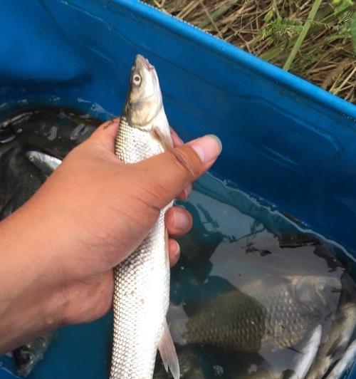 胖胡子钓鱼绝招（大胖胡子的高招和技巧）  第1张