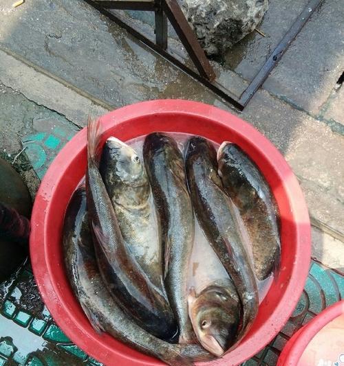 胖头钓鱼的绝妙技巧（轻松掌握的钓鱼宝典）  第2张