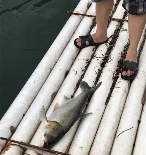 胖头钓鱼的绝妙技巧（轻松掌握的钓鱼宝典）  第3张