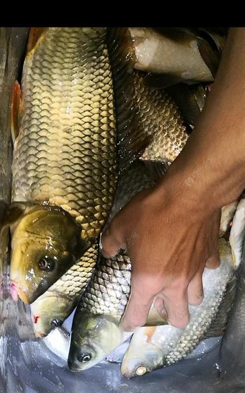 夜钓技巧之抛竿钓鲢鳙（掌握好“位置”关键轻松享受夜钓乐趣）  第1张