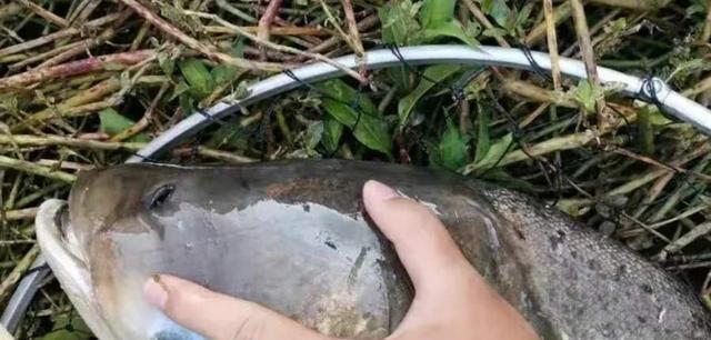 抛竿钓鳙鱼技巧与方法（如何成为一名高效的抛竿钓鳙鱼者）  第2张