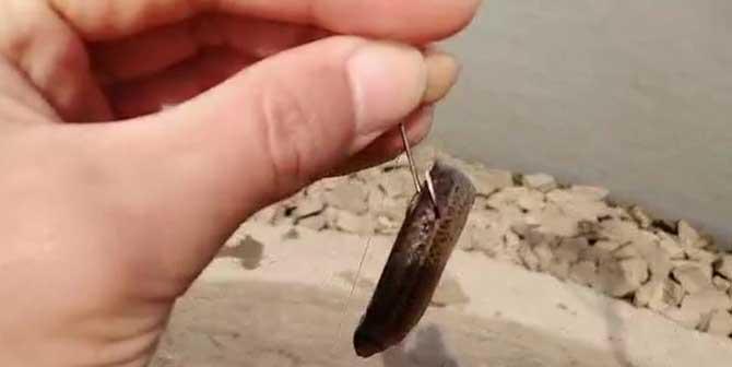 探秘桥筏钓鱼（提竿的正确姿势及关键要点）  第3张