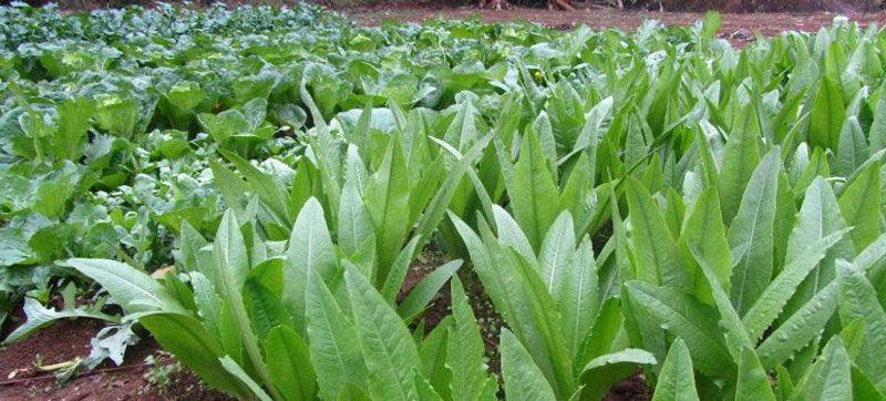 青菜打窝钓鱼的技巧与方法（青菜打窝钓鱼）  第1张
