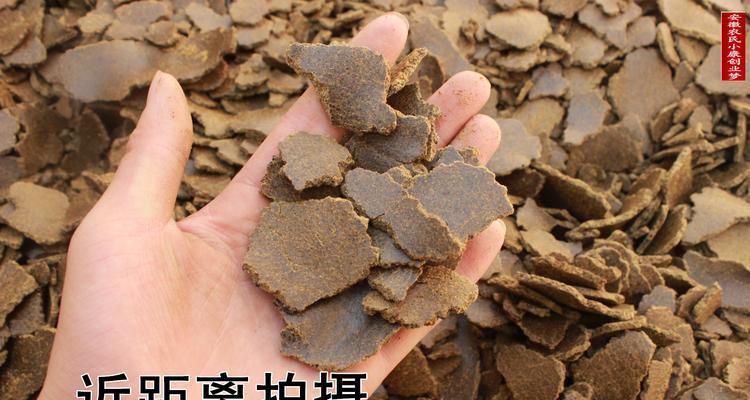 青菜打窝钓鱼的技巧与方法（青菜打窝钓鱼）  第3张