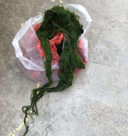 探秘青苔底垂钓鲤鱼的技巧（窥探青苔底垂钓鲤鱼的奥秘）  第1张