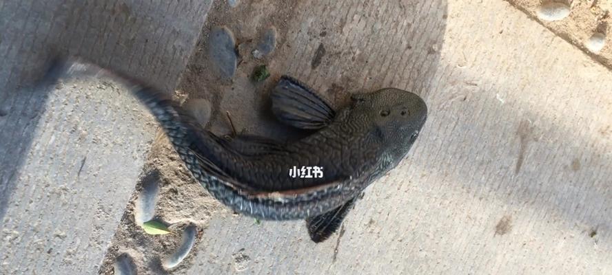 清道夫钓鱼技巧-享受乐趣，捕获美味（一流的钓鱼技巧和心得分享）  第1张