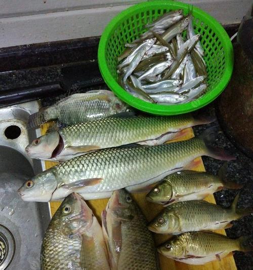 夜钓大罗非鱼的技巧与方法（以蚯蚓为饵的有效策略）  第1张
