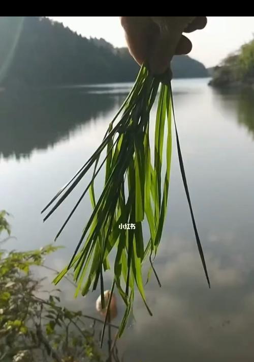 人工河钓鱼技巧（提升技巧的关键是“耐心”）  第1张