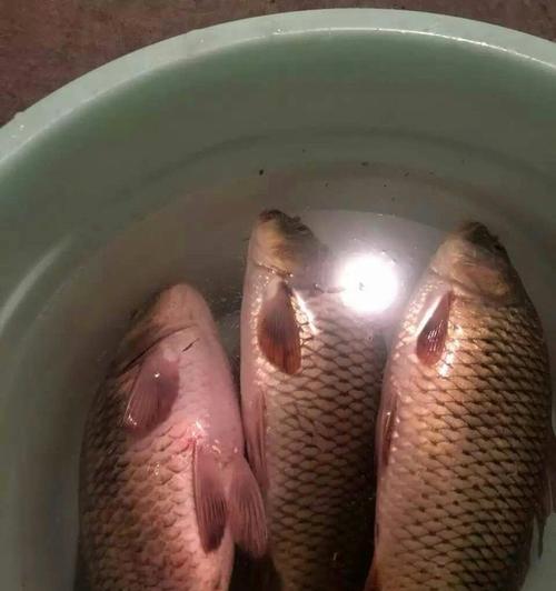 深秋野钓鲤鱼草鱼技巧（掌握钓技轻松钓到满满收获）  第1张
