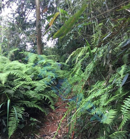 深山无人区钓鱼技巧（探秘深山无人区的钓鱼技巧）  第1张