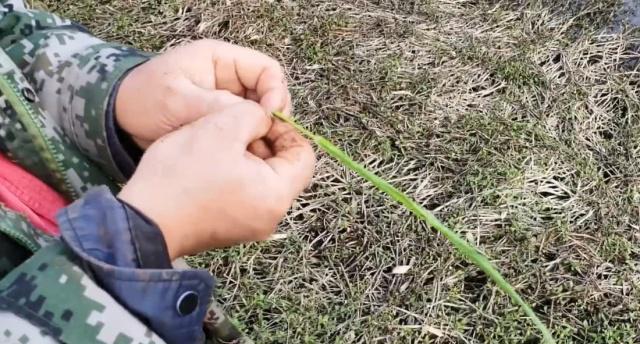 深山野外钓草鱼的技巧（揭秘钓草鱼的高效方法）  第1张