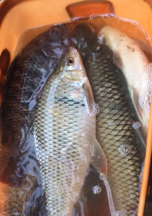 深水窑坑钓鱼技巧教程（掌握窑坑钓鱼的关键技巧）  第1张